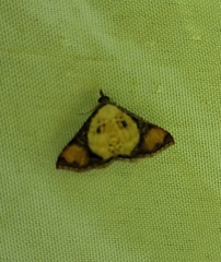 Lepidoptera