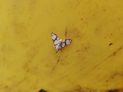 Cirrhochrista kosemponialis