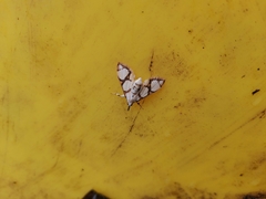 Cirrhochrista kosemponialis