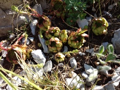 Sempervivum marmoreum