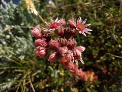 Sempervivum marmoreum