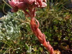 Sempervivum marmoreum