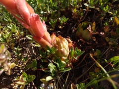 Sempervivum marmoreum