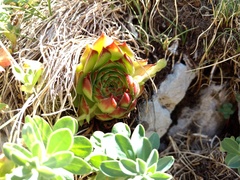 Sempervivum marmoreum