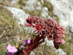 Sempervivum marmoreum