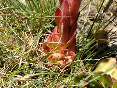 Sempervivum marmoreum