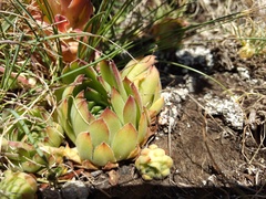Sempervivum marmoreum