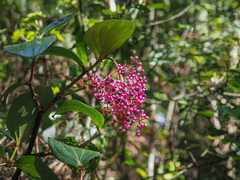 Medinilla speciosa