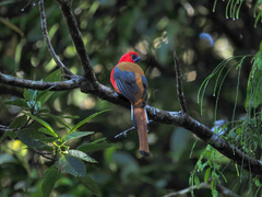 Harpactes whiteheadi