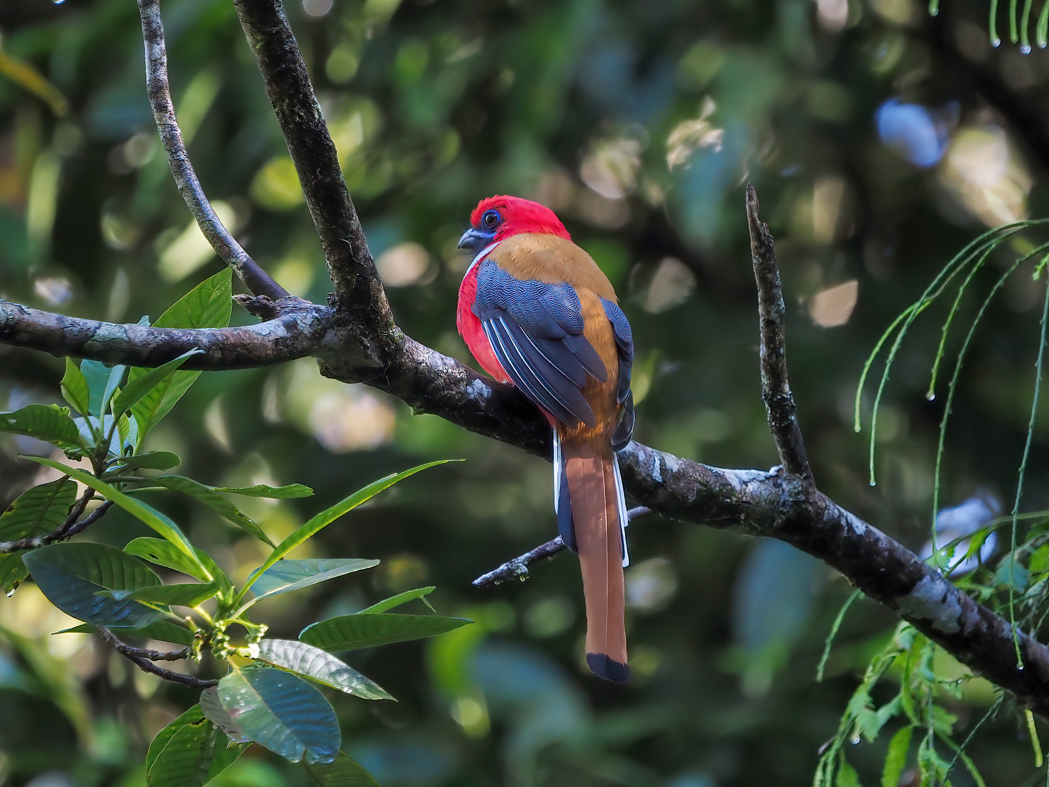 Whitehead's Trogon illustration