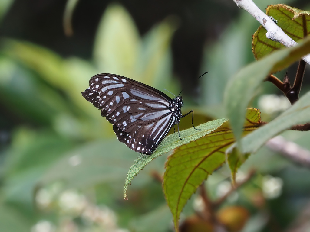 Crowley's Tiger