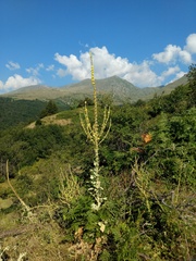 Verbascum