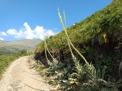 Verbascum