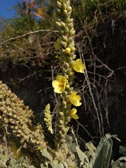 Verbascum
