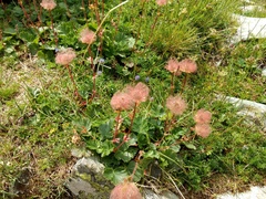 Geum montanum