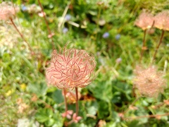 Geum montanum