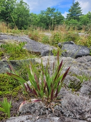 Dichanthelium xanthophysum