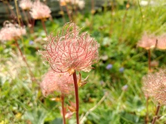 Geum montanum
