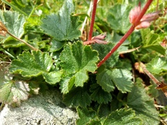 Geum montanum
