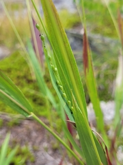 Dichanthelium xanthophysum