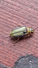 Xanthogaleruca luteola