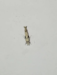 Lepidoptera