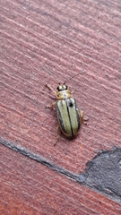 Xanthogaleruca luteola