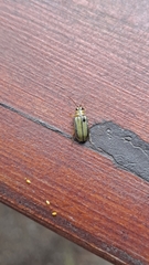 Xanthogaleruca luteola