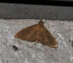 Hyalobathra crenulata