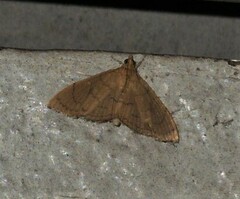 Hyalobathra crenulata