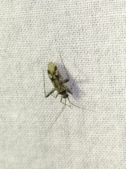 Phytocoris longipennis