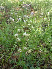 Astragalus inopinatus