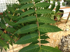 Ailanthus altissima