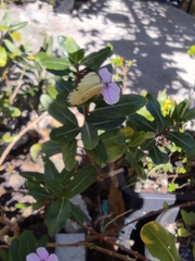 Ascia monuste orseis