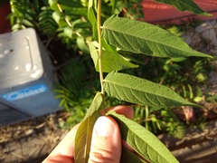 Ailanthus altissima