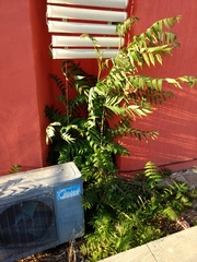Ailanthus altissima