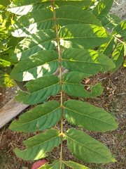 Ailanthus altissima