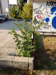 Ailanthus altissima