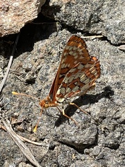 Euphydryas chalcedona sierra