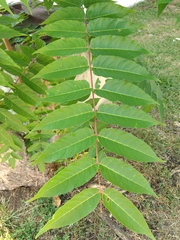 Ailanthus altissima