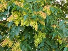 Ailanthus altissima