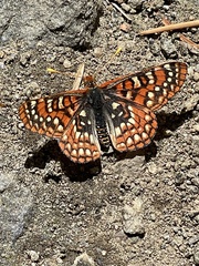 Euphydryas chalcedona sierra