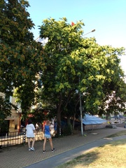 Ailanthus altissima