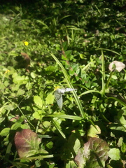 Hesperocharis