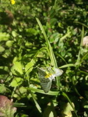 Hesperocharis