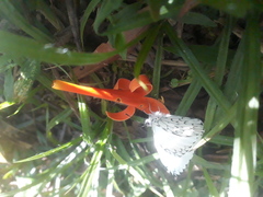 Hesperocharis
