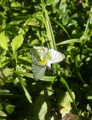 Hesperocharis