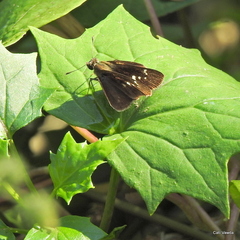 Torbenlarsenia gemella