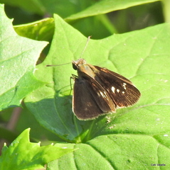 Torbenlarsenia gemella