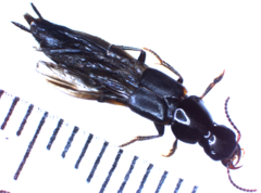 Quedius lateralis